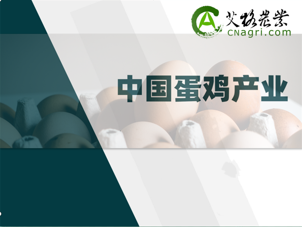 中国蛋鸡产业研究及投资分析报告（2024/2025年度）
